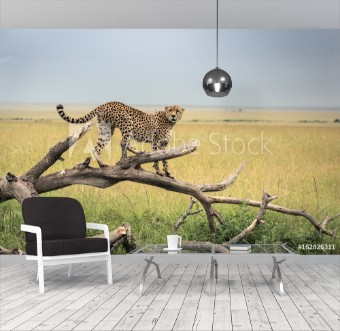 Picture of Cheetah on a branch in Masai Mara Park in savanna